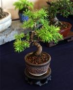 SBA-National Bonsai Exhibition 2014 (16).jpg